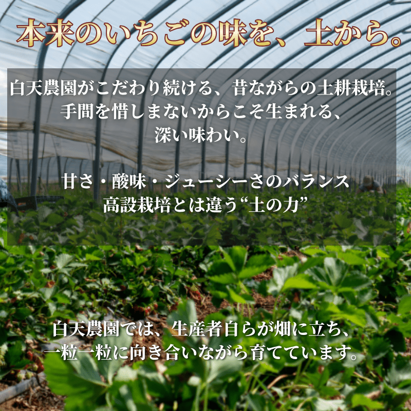 いちご農園LP 3