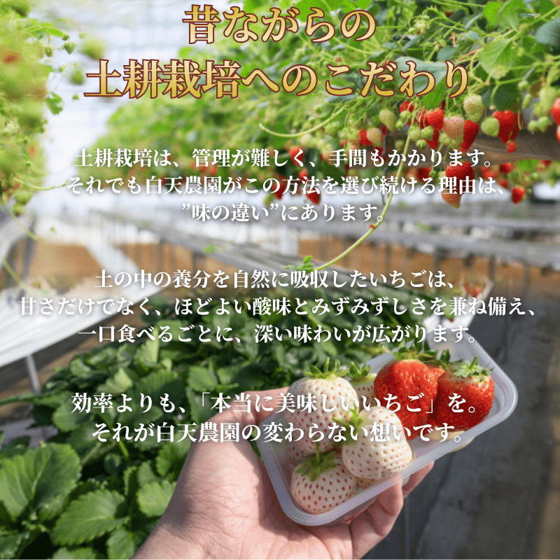 いちご農園LP 4