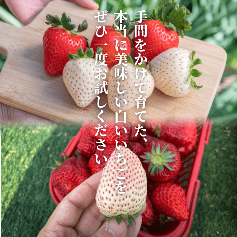 いちご農園LP 6：フッター